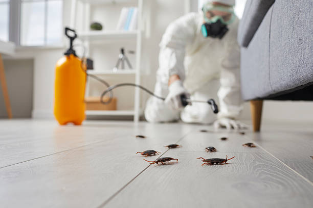 Post-Treatment Bed Bug Interceptor Monitoring in Conover